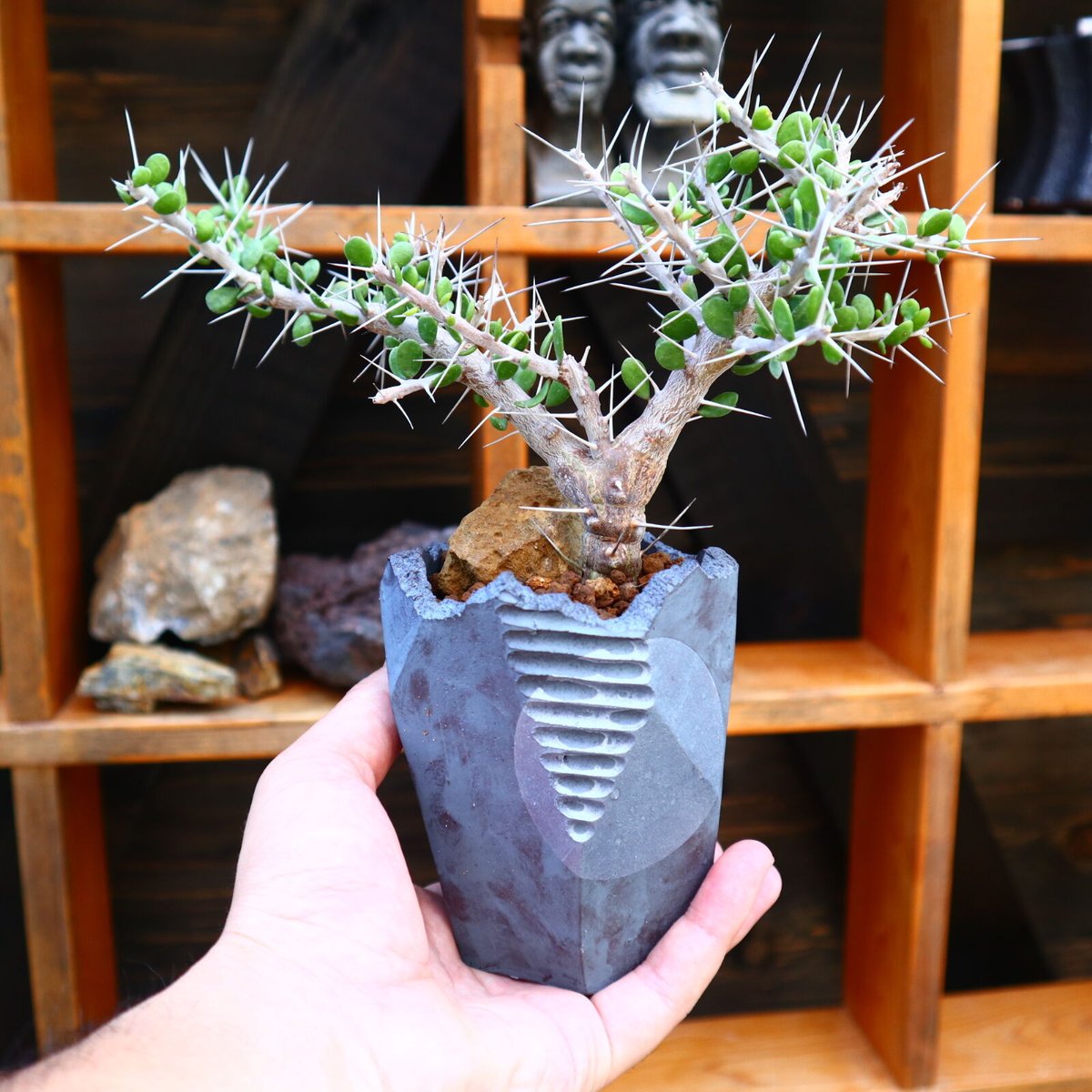 アローディア コモサ／Alluaudia comosa no.60541 | 芽の巣山