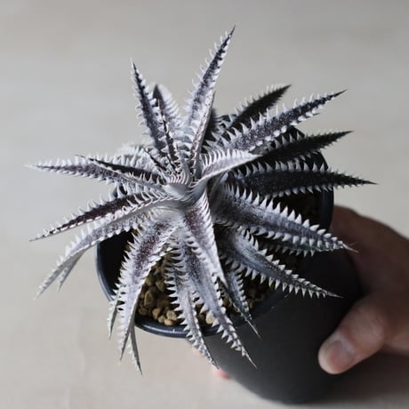Dyckia 'Bakers Domain' x 'Super Arizona' Shidoku_Plants Hybrid / (3.5号鉢)  no.913/61