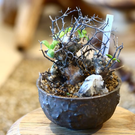 Tylecodon reticulate × たけろうポット  no.31006