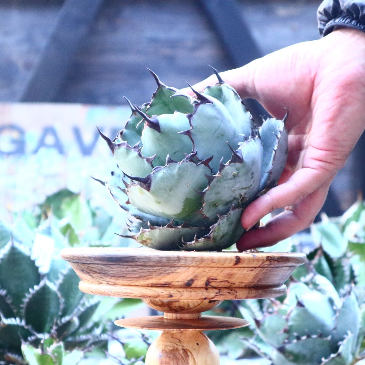 AGAVE TITANOTA BLACK&BLUE ブツブツタイプ アガベ チタノタ ブラックアンドブルー Agave titanota