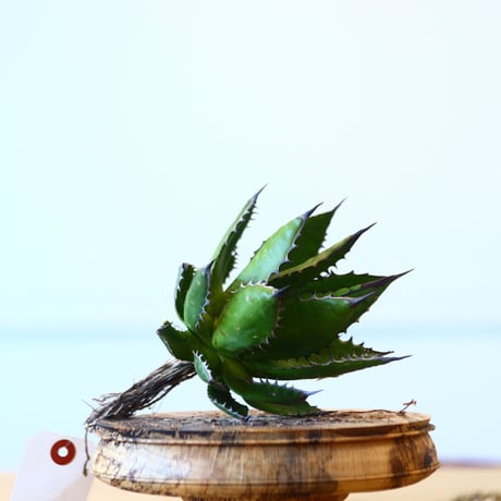Agave horrida / Style of Chika   no.1015/88