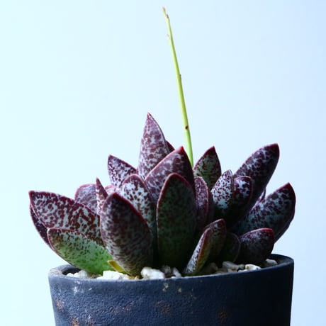 アドロミスクス トリギナス パープルスポット  Adromischus trigynus  No.041