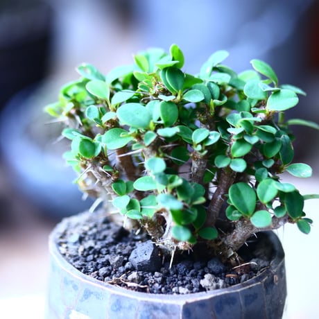 ユーフォルビア   花キリン  八房性   Euphorbia milii  no.71945