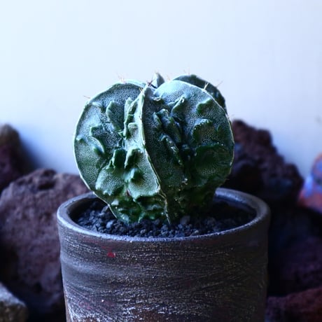 アストロフィツム　複隆盤石　 Astrophytum sp.   no.32217
