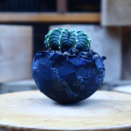 ギムノカリキウム   フィードリッフィーLB2178／Gymnocalycium friedrichii    no.80804