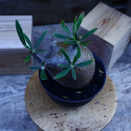 パキポディウム  グラキリス／Pachypodium  gracilius       no.62044