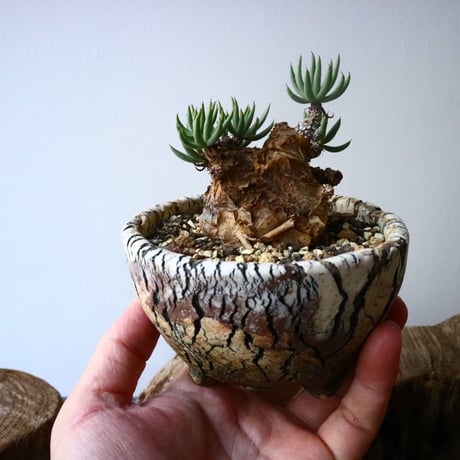 チレコドン  ペアルソニー   Tylecodon pearsonii No.009