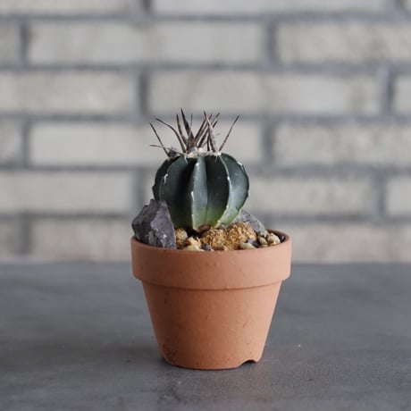 Astrophytum capricorne v. crassispinum  (黒刺水牛大鳳玉) × YAMABACHI (3号)  no.614/11