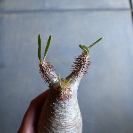 パキポディウム グラキリス   Pachypodium rosulatum var. gracilius no.110333