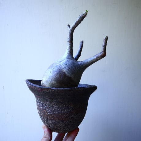 パキポディウム グラキリス Pachypodium rosulatum var. gracilius no.52604