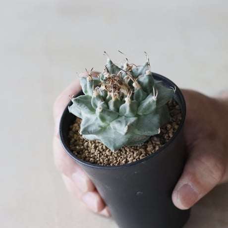 Turbinicarpus alonsoi (2.5号鉢)  no.913/50
