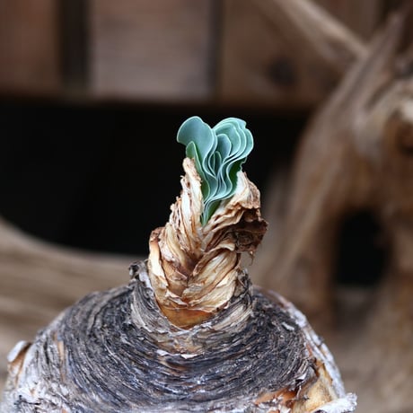 ブーファン ハエマントイデス / Boophone haemanthoides / 発根済み    no.30523