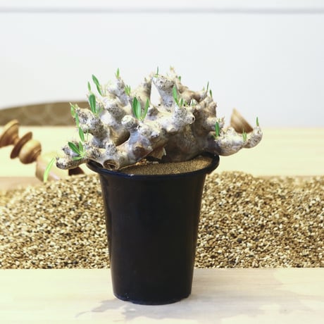 パキポディウム ブレビカリックス / Pachypodium densiflorum var. brevicalyx   no.42305