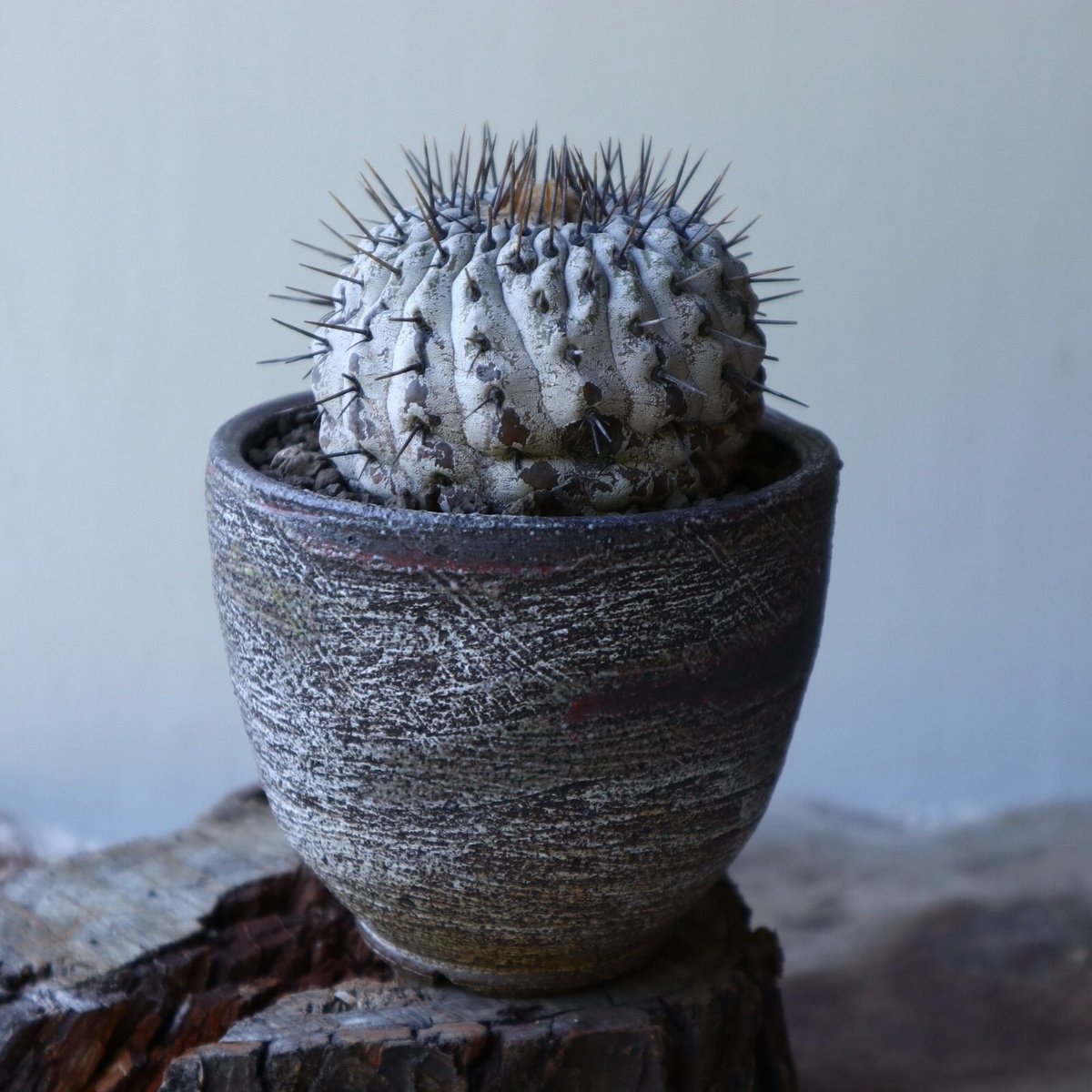 コピアポア 孤竜丸 Copiapoa cinerea var. columna-alba コピアポア 孤竜丸 Copiapoa cinerea var. columna-alba