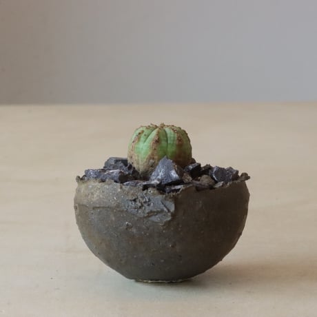 obesa | STORES