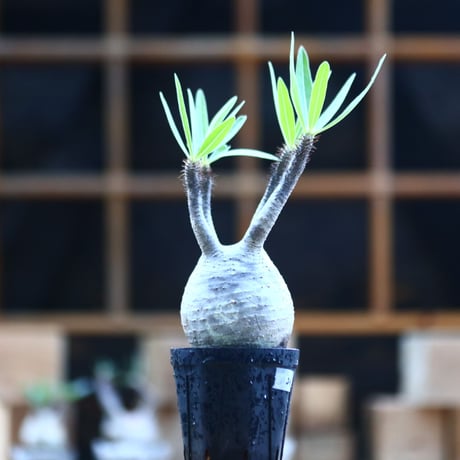 パキポディウム  グラキリス ／Pachypodium  gracilius     no.101720