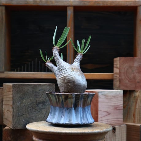 パキポディウム  グラキリス／Pachypodium  gracilius     no.82133