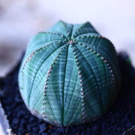 ユーフォルビア  オベサ    Euphorbia obesa　no.92746-1