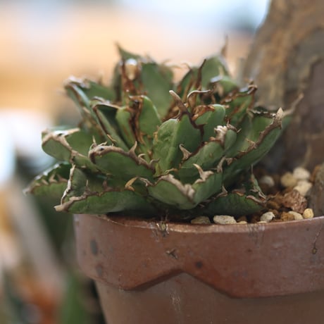 Agave titanota filigree Devil × YAMABACHI var. 六本芽 no.81896