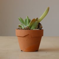 Kalanchoe luciae oricula ×YAMABACHI var. N/OH (3号鉢)  no.426-17