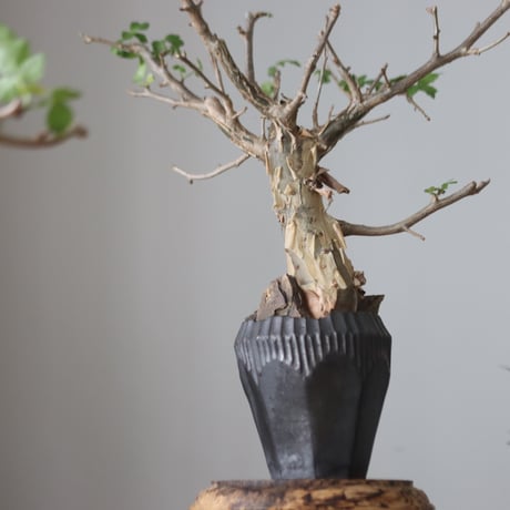 Bursera fagaroides × N/OH  no.51236