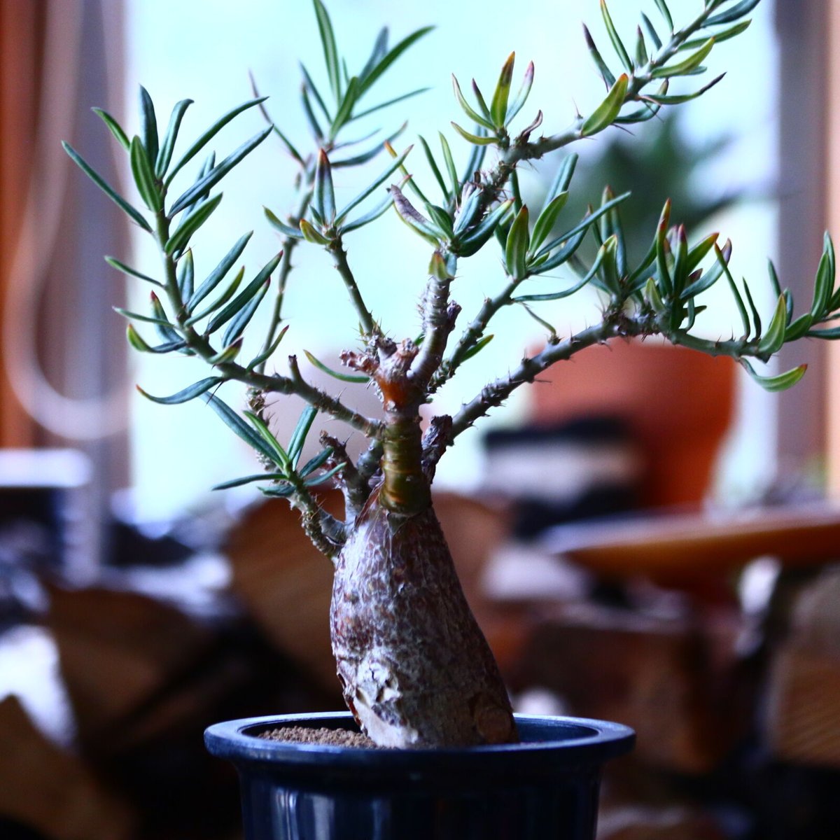 パキポディウム サキュレンタム Pachypodium Succulentum no