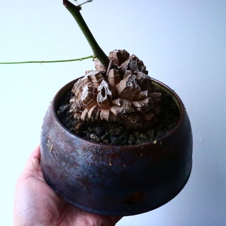 ディオスコレア   亀甲竜    Dioscorea elephantipe  No.013