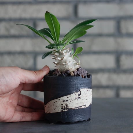 Pachypodium 恵比寿大黒 × N/OH (2.5号)  no.817-41