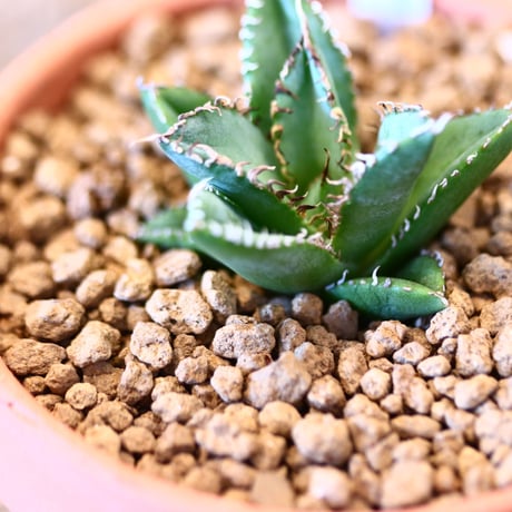 【9/9入荷未発根未活着ベアルート植込み】 Agave titanota "Filigree crested   no.91769
