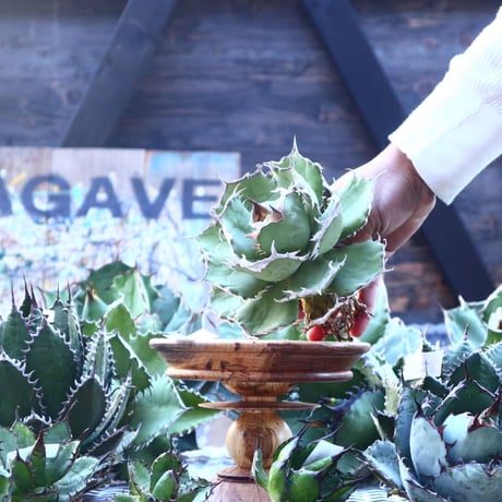 アガベ チタノタ   Agave titanota    no.103-22
