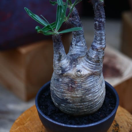 パキポディウム  グラキリス ／Pachypodium  gracilius     no.101036