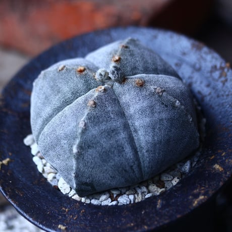 アストロフィツム    ランポー玉    Astrophytum  myriostigma   no.42690