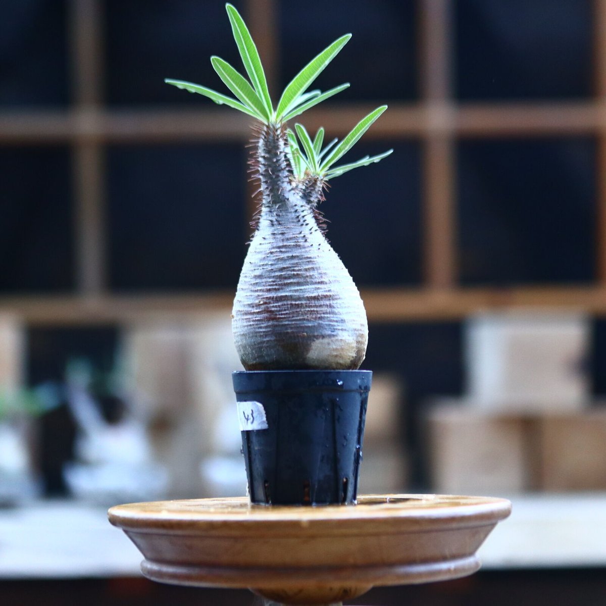 パキポディウム グラキリス手乗りPachypodium gracilius パキポディウム グラキリス ／Pachypodium gracilius no.1