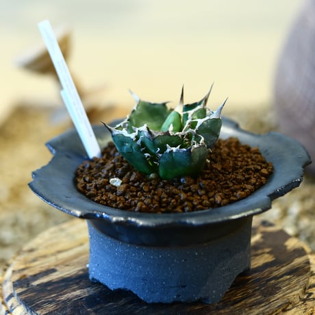 blue ページ　パキポディウム2点 パキポディウム グラキリス 【多肉植物 2号鉢】｜ 【植物の