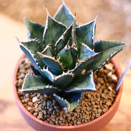 Agave titanota ‘Sea King’ × YAMABACHI   no.123176