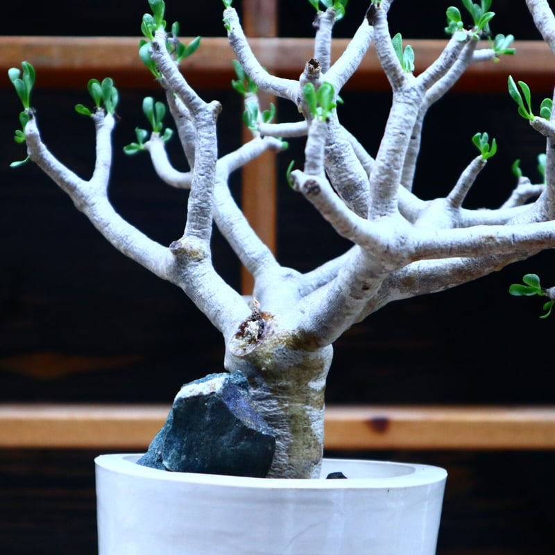 オトンナ フルカタ／Othonna furcata no.90523 | 芽の巣山