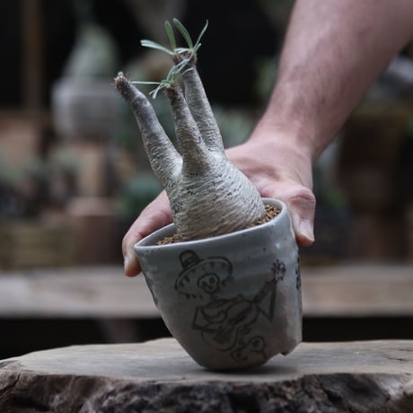 パキポディウム  グラキリス／Pachypodium  gracilius  no.1002/8
