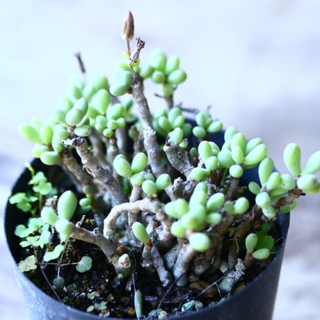 チレコドン   シヌス-アレキサンドラ   群卵   Tylecodon sinus  alexandra    no.110833-2