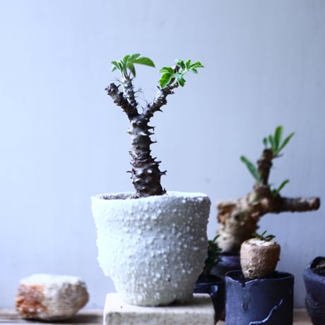 ヤトロファ フィッシスピナ  Jatropha fissispina    no.90624