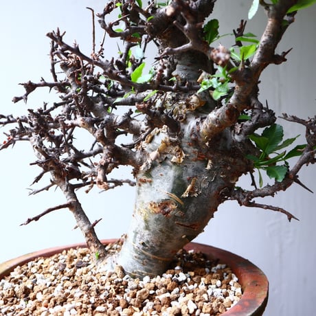 コミフォラ　エミニー　 Commiphora eminii　no.72125