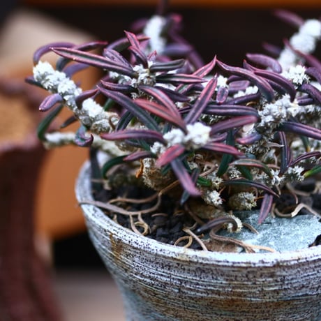 ユーフォルビア キリンドフォリア／Euphorbia cylindrifolia   no.41003