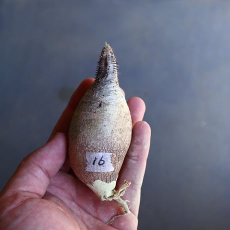 パキポディウム グラキリス 抜苗  Pachypodium rosulatum var. gracilius no.100616