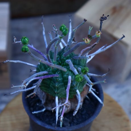 ユーフォルビア  バリダ／Euphorbia valida    no.62016