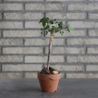 Bursera fagaroides × YAMABACHI (3号)  no.621/26