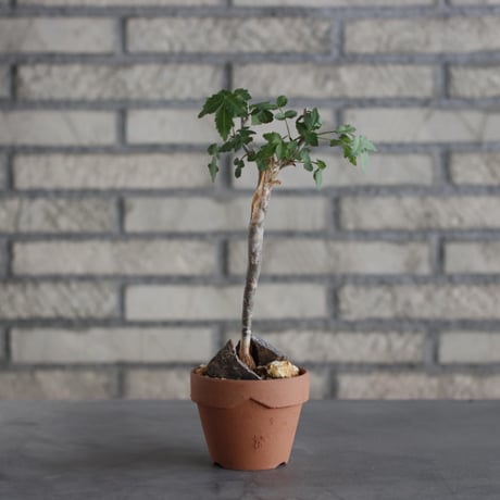 Bursera fagaroides × YAMABACHI (3号)  no.621/26