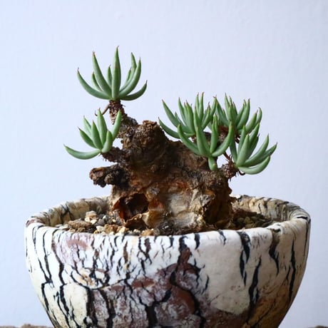 チレコドン  ペアルソニー   Tylecodon pearsonii No.009