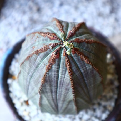 ユーフォルビア  オベサ 　 Euphorbia obesa　no.60208