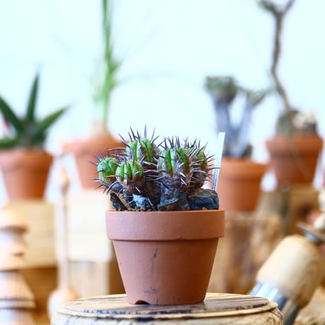 YAMABACHI × Euphorbia ferox   no.100122