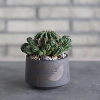 Euphorbia valida (子吹きバリダ) × N/OH(3.5号)  no.510/57