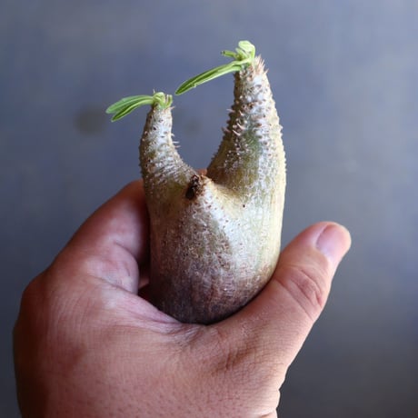 パキポディウム グラキリス 抜苗  Pachypodium rosulatum var. gracilius no.100619